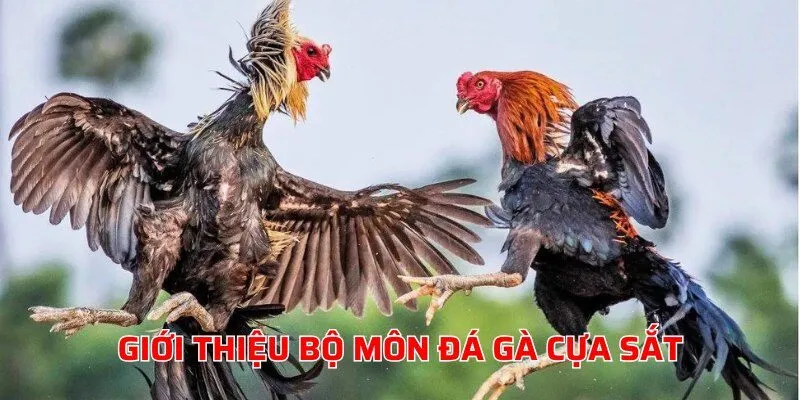 Thông tin sơ lược về bộ môn đá gà cựa sắt