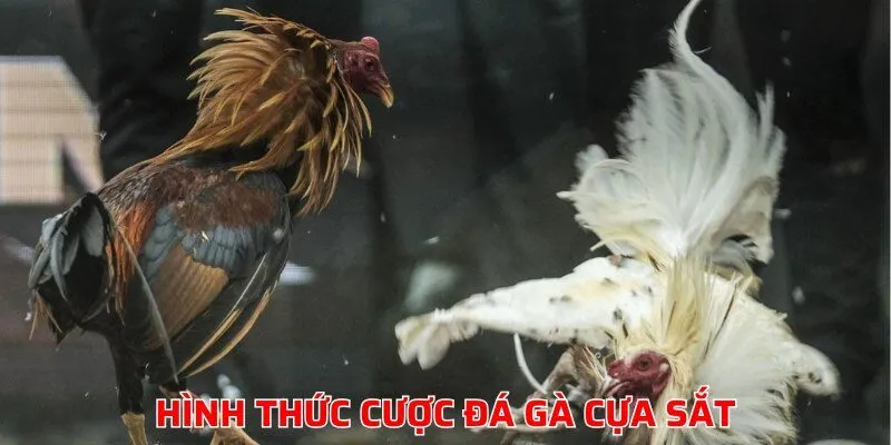 Hình thức đặt cược đá gà chọi cơ bản