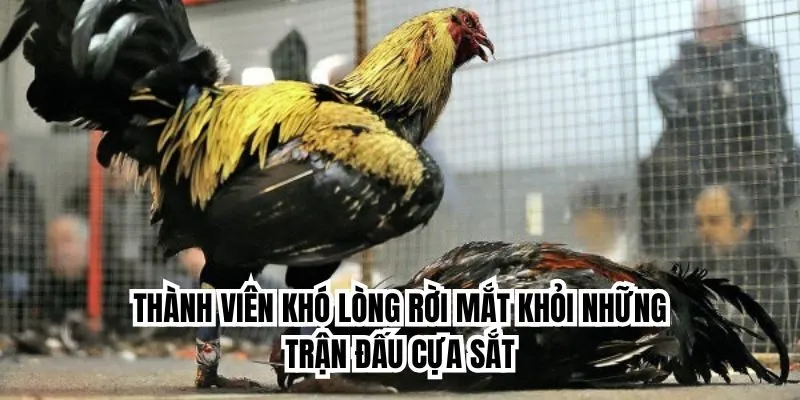 Thành viên khó lòng rời mắt khỏi những trận đấu cựa sắt