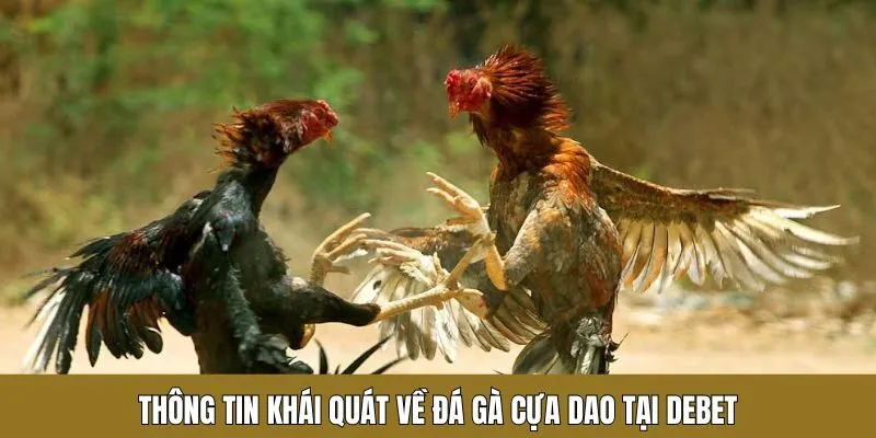 Thông tin khái quát về đá gà cựa dao tại Debet