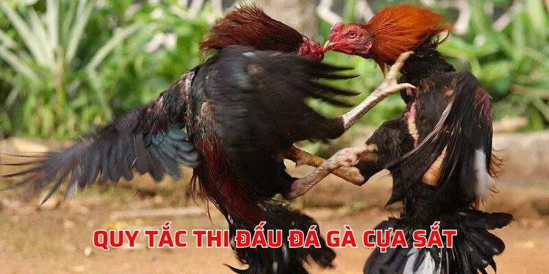 Quy tắc tổ chức thi đấu gà chọi cựa sắt