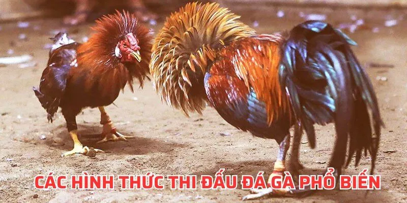 Các hình thức thi đấu gà chọi phổ biến tại S128