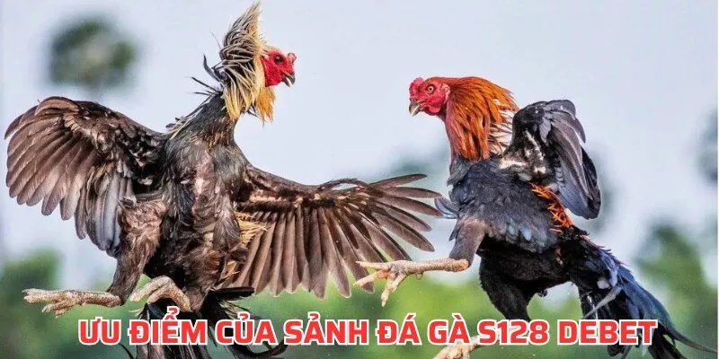 Ưu điểm của sân chơi đá gà S128