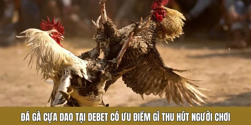 Đá gà cựa dao tại Debet có ưu điểm gì thu hút người chơi